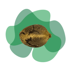 Semillas Granel