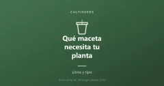 Qué maceta necesita tu planta: litros y tipo