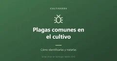 Plagas comunes en el cultivo y cómo tratarlas
