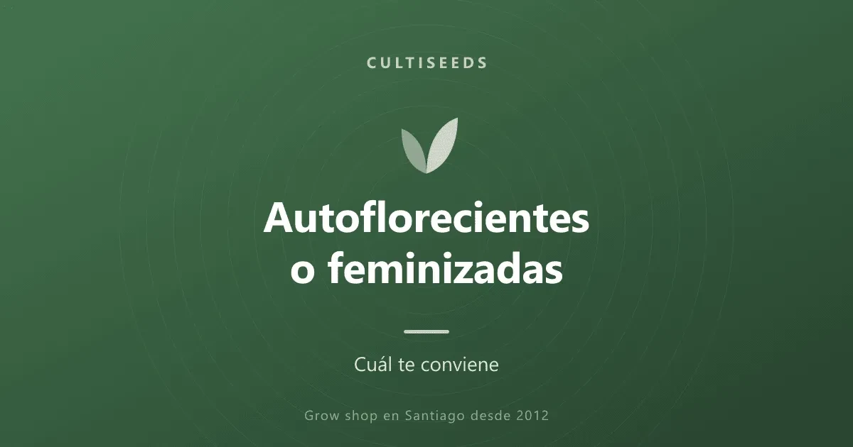 Autoflorecientes o feminizadas: cuál te conviene