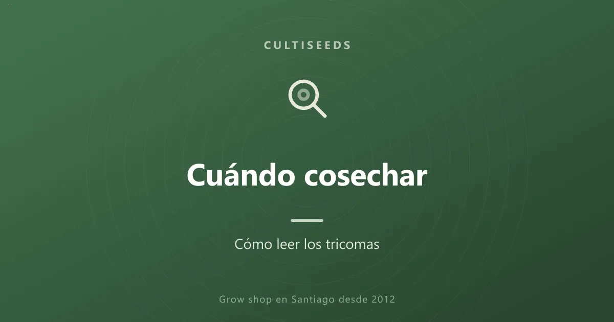 Cuándo cosechar: cómo leer los tricomas