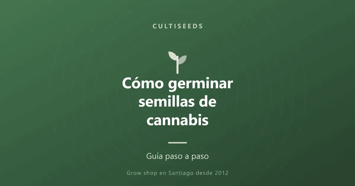 Cómo germinar semillas de cannabis paso a paso