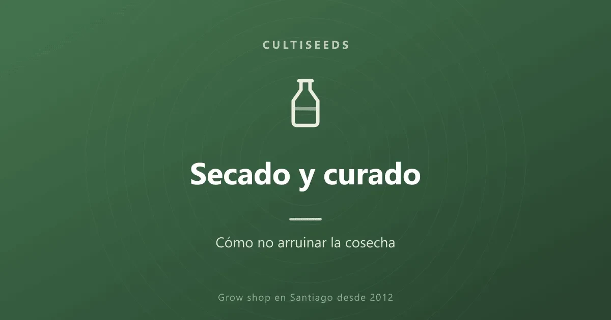 Secado y curado: cómo no arruinar la cosecha