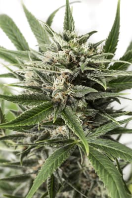 DINAFEM Blue Amnesia AUTO DINAFEM Blue Amnesia AUTO