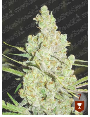 MEDICAL SEEDS 1024 MEDICAL SEEDS 1024