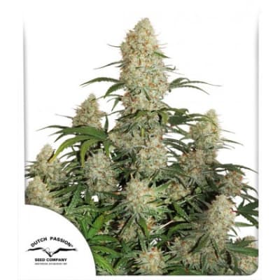 DUTCH PASSION CRITICAL ORANGE PUNCH AUTO DUTCH PASSION CRITICAL ORANGE PUNCH AUTO