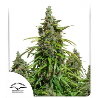 DUTCH PASSION MAZAR AUTO DUTCH PASSION MAZAR AUTO