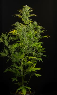 DINAFEM Blue Amnesia AUTO DINAFEM Blue Amnesia AUTO