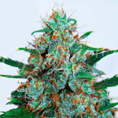 Delicious Seeds Critical Neville Haze Auto Delicious Seeds Critical Neville Haze Auto