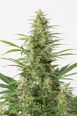 DINAFEM Sour Diesel AUTO DINAFEM Sour Diesel AUTO