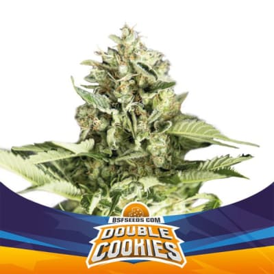 BSF DOUBLE COOKIES AUTO BSF DOUBLE COOKIES AUTO