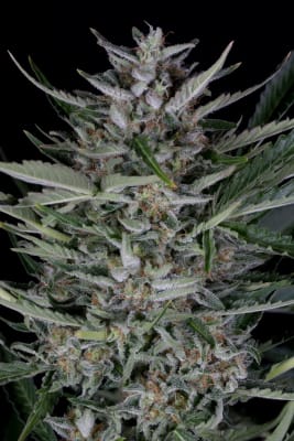 DINAFEM GORILLA AUTO DINAFEM GORILLA AUTO