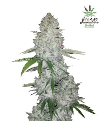 FAST BUDS GORILLA GLUE AUTO FAST BUDS GORILLA GLUE AUTO