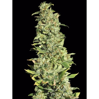 EVA SEEDS HIGH LEVEL FEM EVA SEEDS HIGH LEVEL FEM