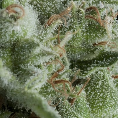 PYRAMID SEEDS AUTO KRYPTONITE PYRAMID SEEDS AUTO KRYPTONITE