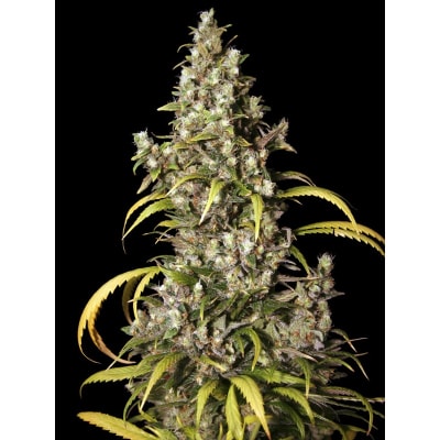 EVA SEEDS MONSTER FEM EVA SEEDS MONSTER FEM