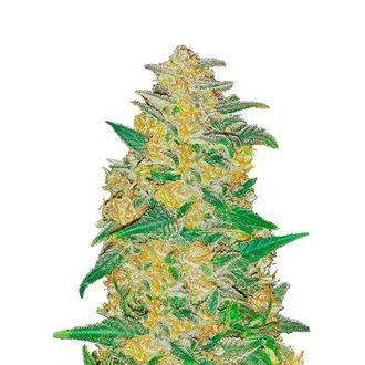FAST BUDS Original Auto AK FAST BUDS Original Auto AK
