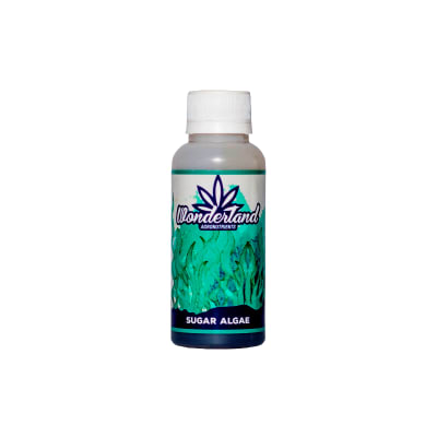WONDERLAND SUGAR ALGAE WONDERLAND SUGAR ALGAE