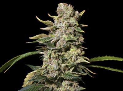 EVA SEEDS TNT KUSH FEM EVA SEEDS TNT KUSH FEM
