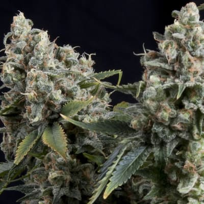 PYRAMID SEEDS AUTO TUTANKHAMON PYRAMID SEEDS AUTO TUTANKHAMON