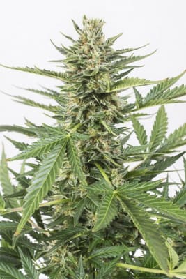 Dinafem Cheese XXL Auto Dinafem Cheese XXL Auto