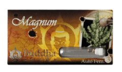 BUDDHA SEEDS MAGNUM AUTO 3+1 UNID