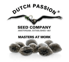 DUTCH PASSION AUTO CRITICAL ORANGE PUNCH 3 UN