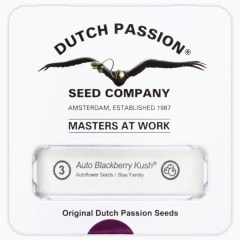 DUTCH PASSION AUTO BLACKBERRY KUSH