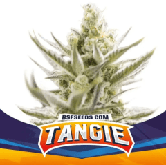 Bsf Seeds Tangie Auto XXL 4 UNID