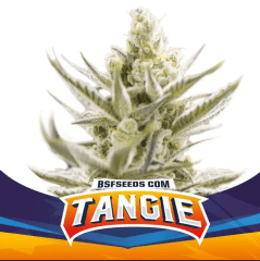 Bsf Seeds Tangie Auto XXL