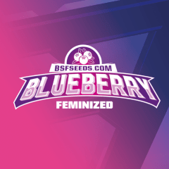 BSF SEEDS FEM BLUEBERRY X4 UNID