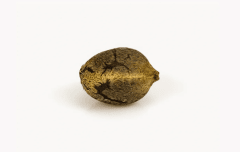 GRANEL FEM OG KUSH 1 UNI