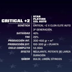 BSF SEEDS CRITICAL +2 XXL AUTO X2