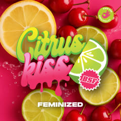 BSF SEEDS CITRUS KISS FEM 2 UN