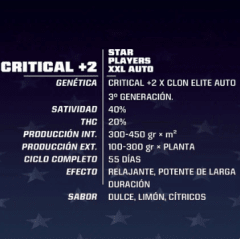 BSF SEEDS CRITICAL +2 XXL AUTO X12