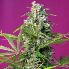 SWEET GORILLA GIRL FEM 100 UNID