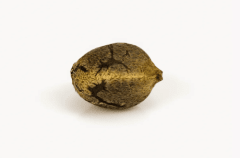GRANEL AUTO COOKIES