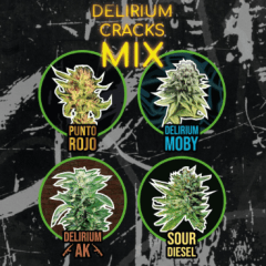 DELIRIUM SEEDS FAST VERSION DELIRIUM CRACKS MIX X4