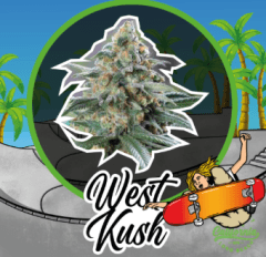 DELIRIUM SEEDS WEST KUSH AUTO X1 UN