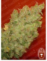 MEDICAL SEEDS JACK LA MOTA