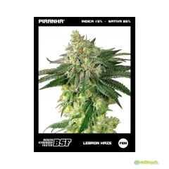 BSF SEEDS LEBRON HAZE