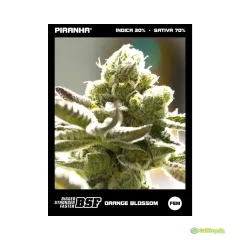 ORANGE BLOSSOM XXL 2 UNID AUTO - BSF SEEDS