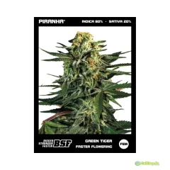 BSF SEEDS GREEN TIGER FAST VERSION X4