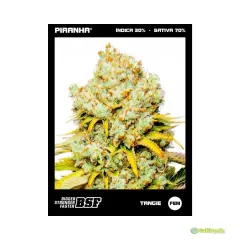 BSF SEEDS TANGIE  X12