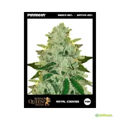 ROYAL COOKIES AUTO 3 UNID ROYAL QUEEN SEEDS