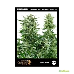 ROYAL QUEEN SEEDS AUTO EASY BUD 3 UNID