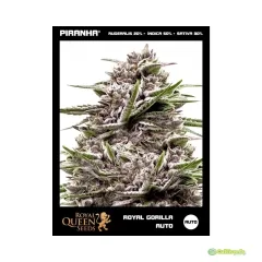 ROYAL QUEEN SEEDS AUTO GORILLA 3 UNI