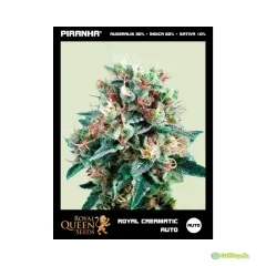 ROYAL QUEEN SEEDS AUTO ROYAL CREAMATIC 3 UNID