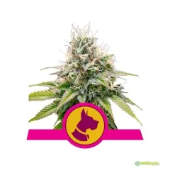 ROYAL QUEEN SEEDS KALI DOG FEM 3UN