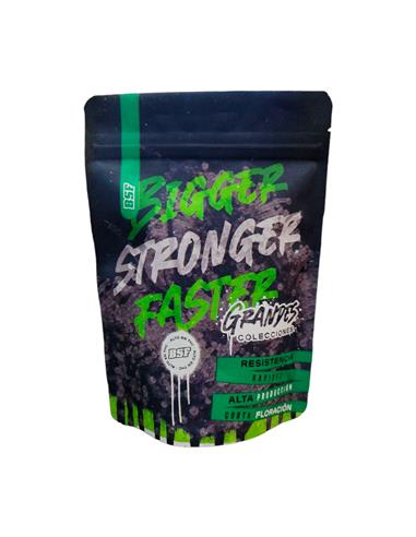 BSF SEEDS EL GAUCHO FASTER 100 unid GROW UP1